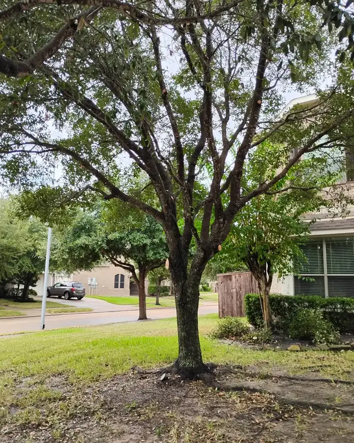 Live oak with a raised canopy over a front lawn
