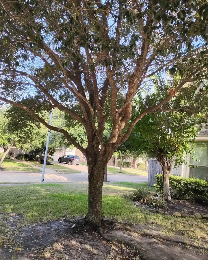 Mature front-yard tree after structural pruning