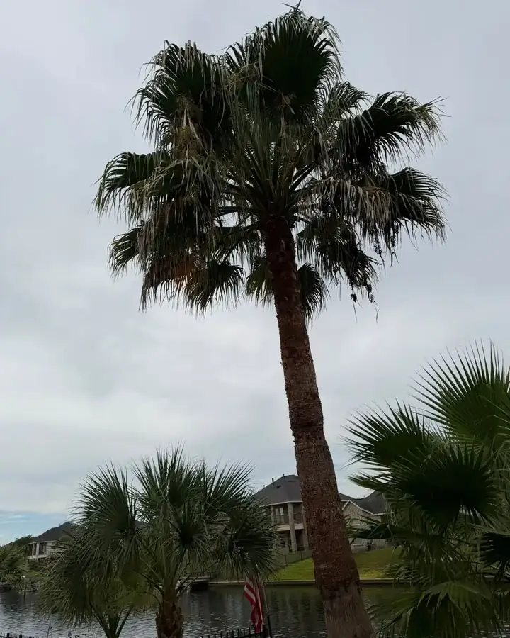 Trimmed palm trees at a lakeside home in Cypress
