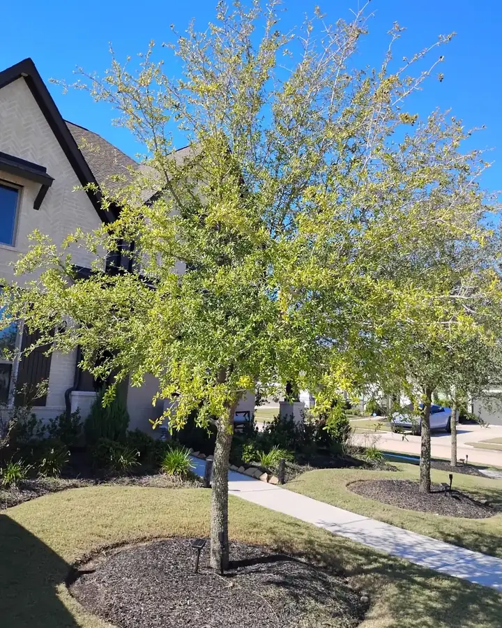 Young tree with a mulch bed in front of a new home