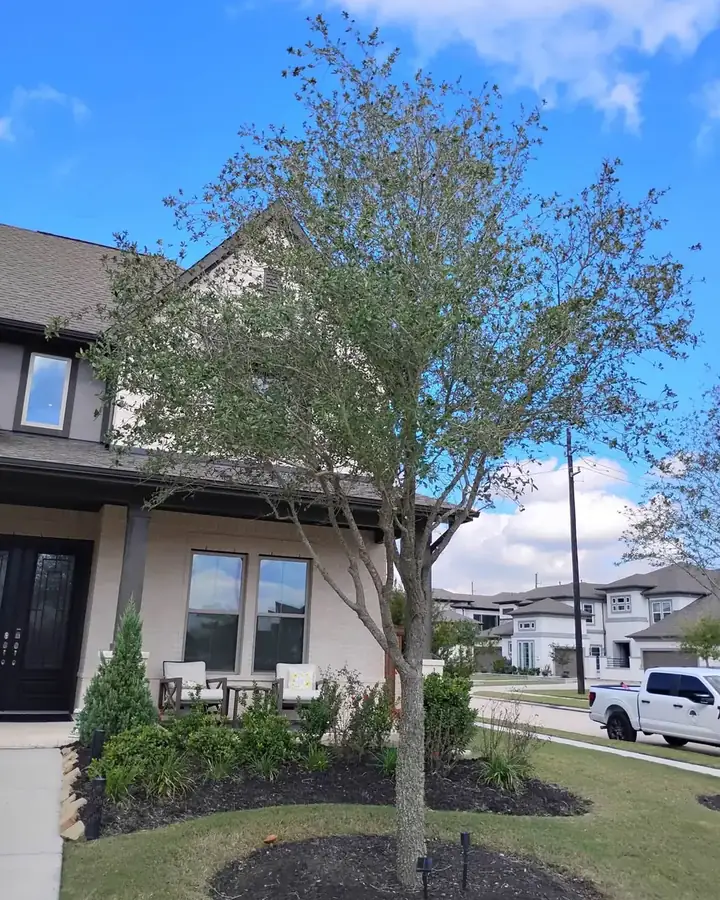 Young tree in the front yard of a new home in Cypress