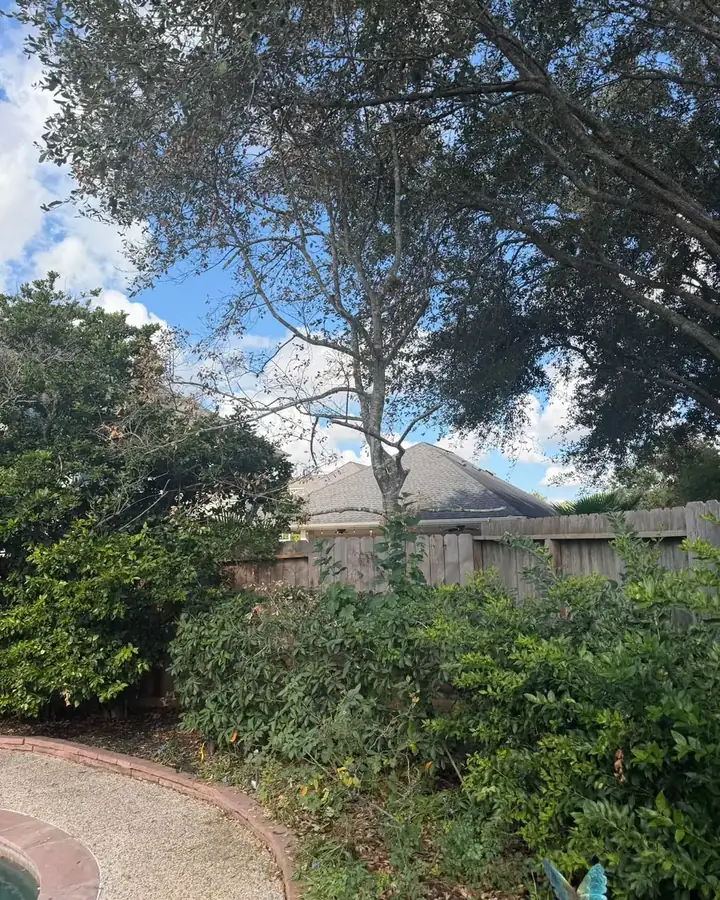 Backyard tree canopy along a fence line