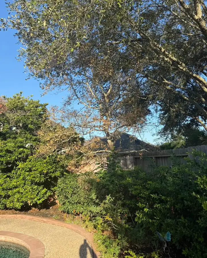 Backyard trees thinned over a pool