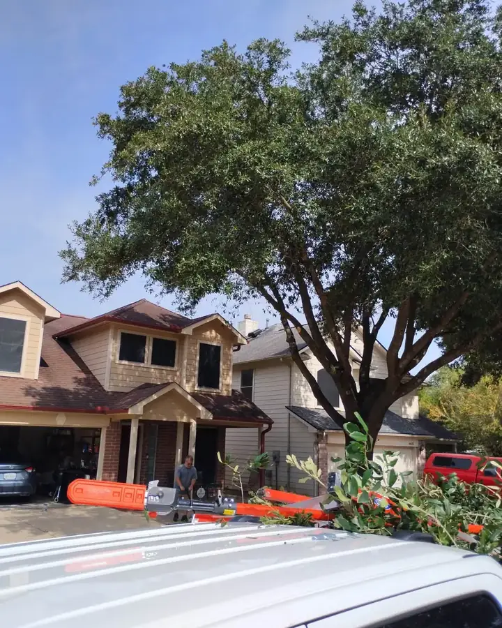 Large live oak pruned near a two-story home