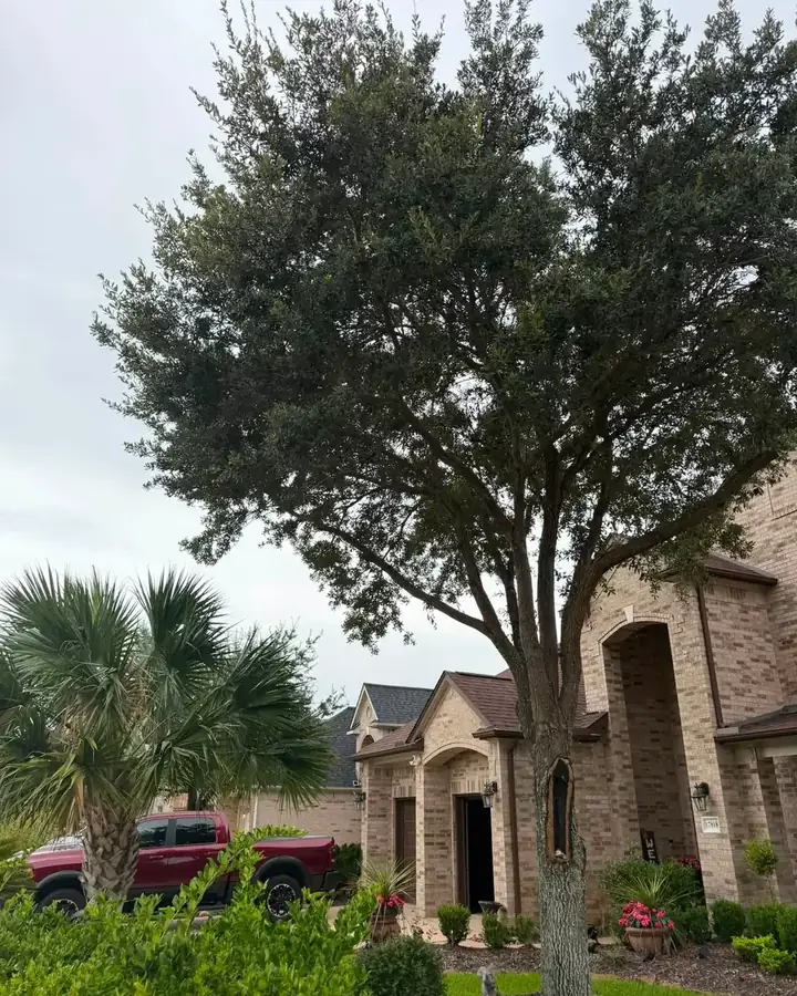Live oak with a pruned crown in a Cypress front yard
