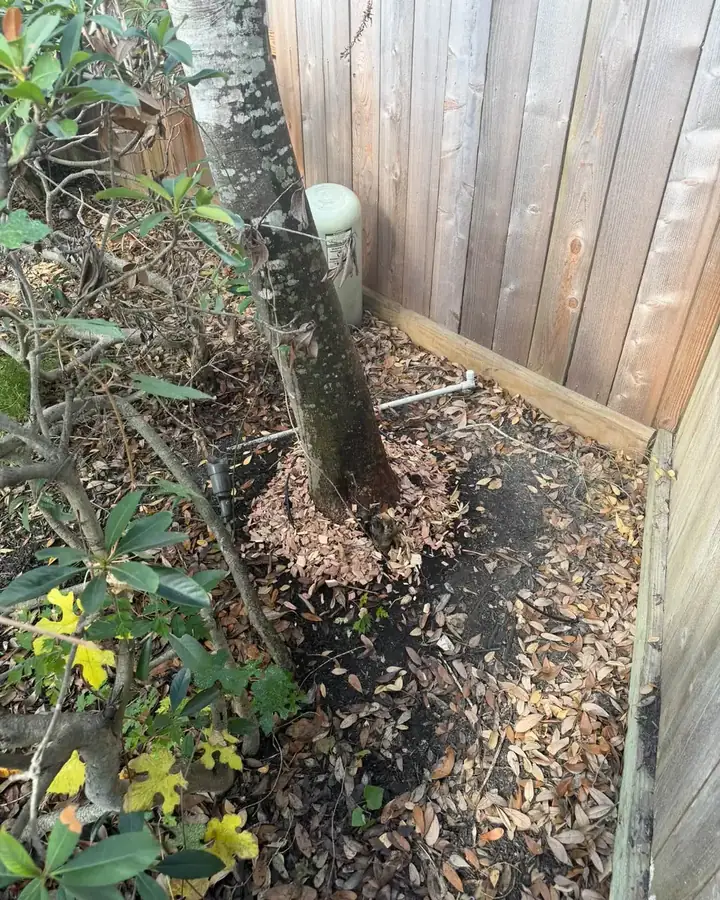 Base of a tree and root flare checked during an inspection