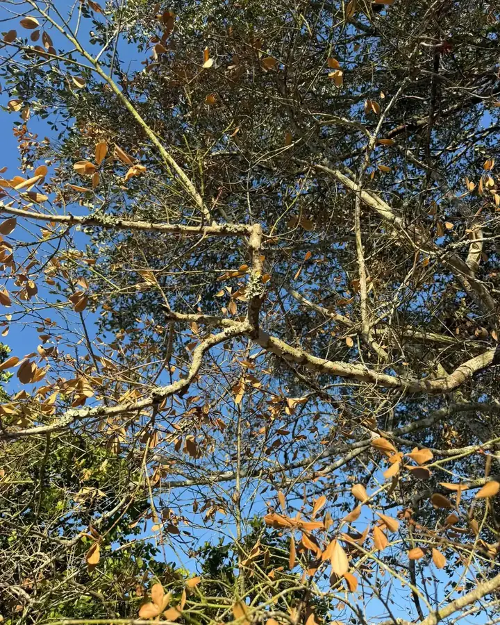 Tree canopy with dead branches identified during an inspection