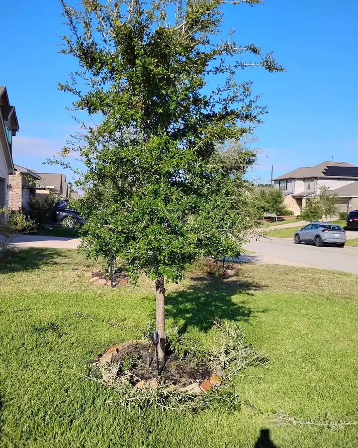 Young oak after structural pruning in a Cypress front yard