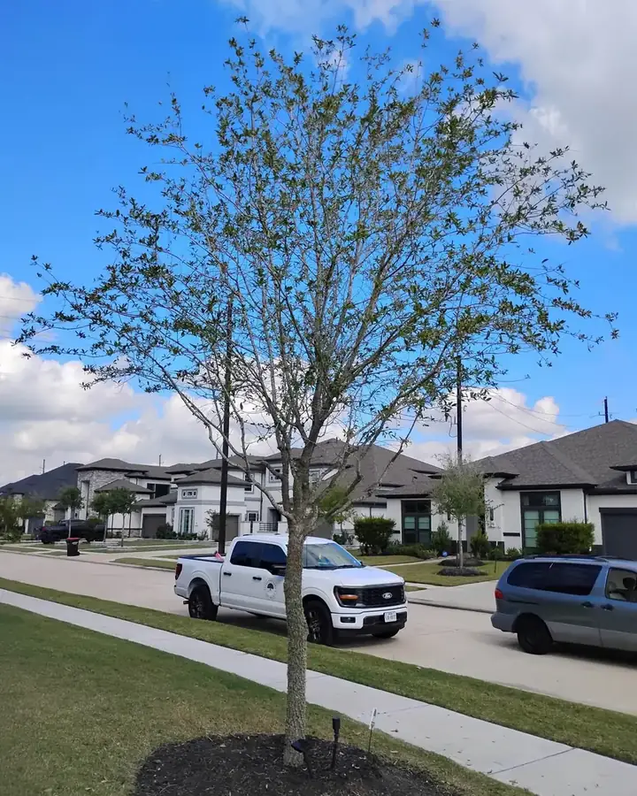 Young street tree in a new subdivision