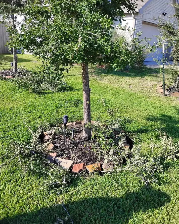 Young tree with a fresh mulch ring after structural pruning
