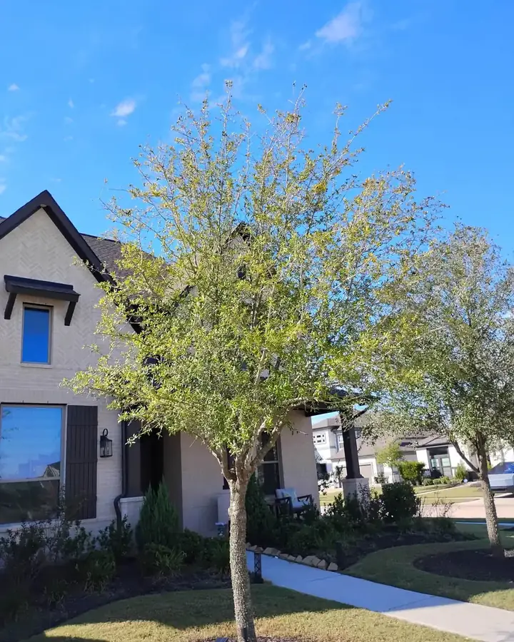Young trees in a new-construction front yard in Cypress