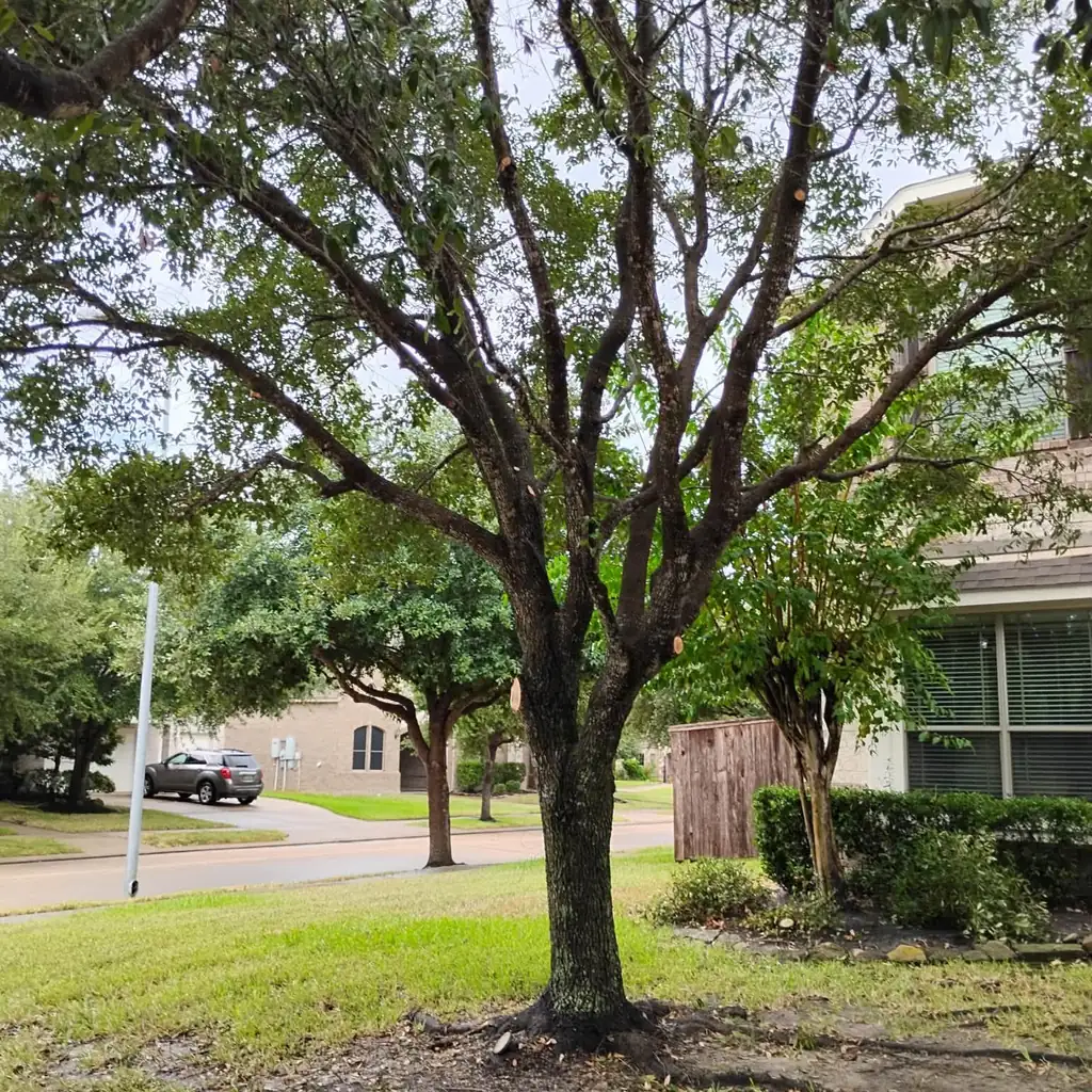 Large live oak with a raised canopy over a front lawn