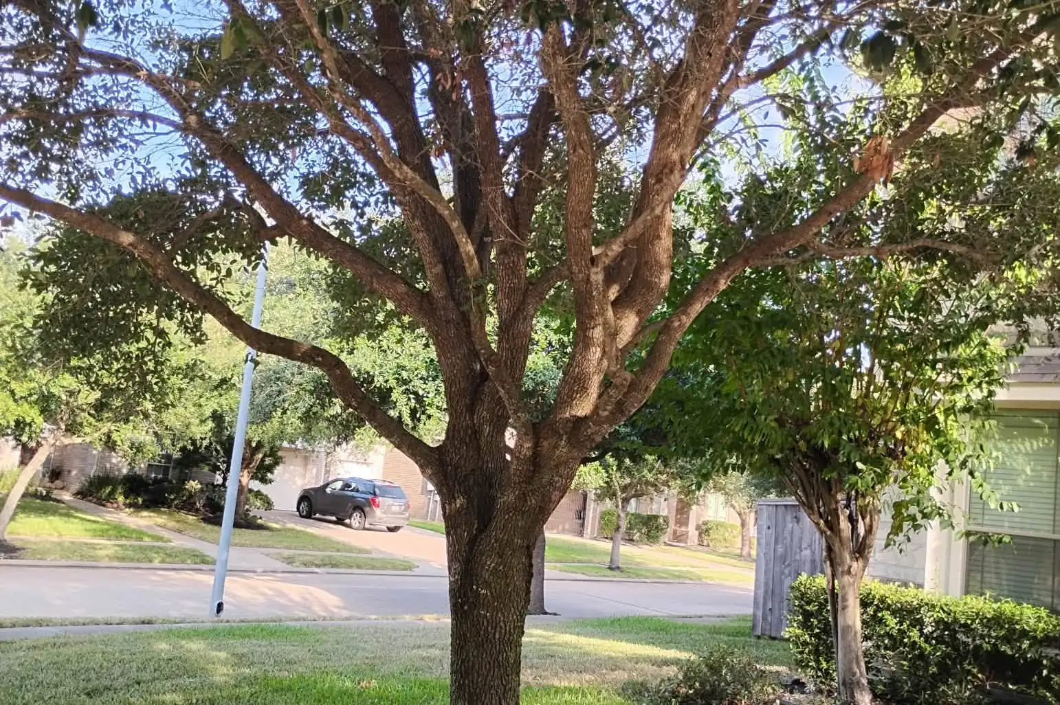 Mature tree after structural pruning