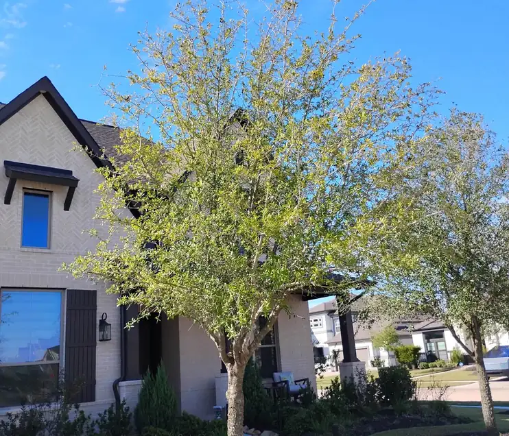 Young trees in the front yard of a new construction home