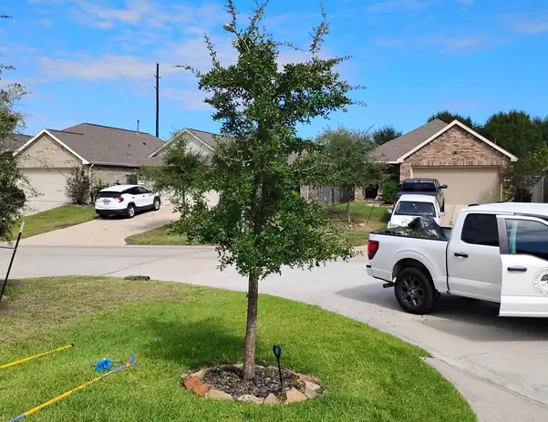 Young oak with a fresh mulch ring in a cul-de-sac yard