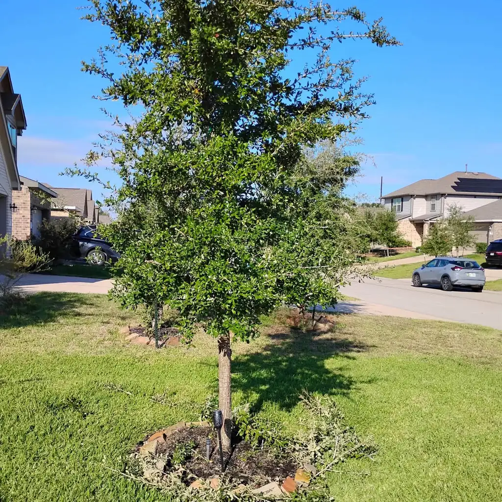 Young oak after structural pruning in a Cypress, TX front yard