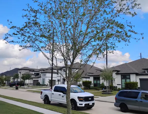 Young street tree in a new subdivision