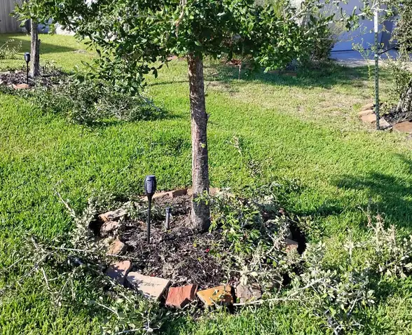 Young tree after structural pruning with a mulch ring
